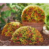 Wicker Park Set of (2) 13" Faux Flower In/Outdoor Garden Spheres Red/Orange FALL